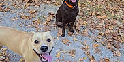 Nala is registered to the contest to win money with this photo: dog, dogs, forest, autumn, leaves, path, outdoor, nature, animal, happy, tongue_out, collar, brown_dog, tan_dog, sitting, standing, daylight, trees, smiling, playful