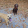 dog, dogs, forest, autumn, leaves, path, outdoor, nature, animal, happy, tongue_out, collar, brown_dog, tan_dog, sitting, standing, daylight, trees, smiling, playful
