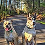 Nala joined the competition — help win amazing prizes! dog, canine, outdoor, forest, path, sunlight, shadow, nature, trees, collar, tag, happy, serious, pets, spring, walk, pavement, animal, companions, park