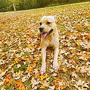 Nala is registered to the contest to win money with this photo: dog, autumn, leaves, outdoor, nature, fall, canine, grass, tongue_out, relaxed, sunlight, forest, happy, pet, animal, brown_dog, leaf_litter, seasonal, daytime, park
