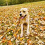 dog, autumn, leaves, outdoor, nature, fall, canine, grass, tongue_out, relaxed, sunlight, forest, happy, pet, animal, brown_dog, leaf_litter, seasonal, daytime, park