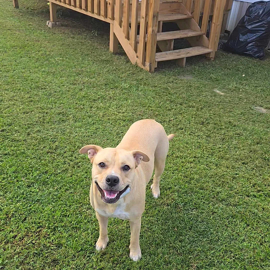 Nala joined the competition — help win amazing prizes! animal, canine, daylight, dog, domestic_animal, door, fence, grass, greenery, happy, house, lawn, nature, outdoor, pet, plants, smiling, stairs, wooden_porch, yard