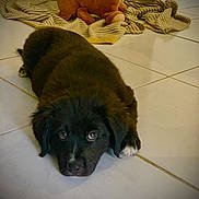 Snickers a rejoint le concours — aidez-le/la à gagner de superbes lots ! puppy, black_dog, floor, tile, blanket, stuffed_toy, indoor, pet, young_dog, lying_down, cute, animal, fur, looking_up, cozy, soft_toy, home, relaxed, companionship, adorable