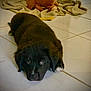 puppy, black_dog, floor, tile, blanket, stuffed_toy, indoor, pet, young_dog, lying_down, cute, animal, fur, looking_up, cozy, soft_toy, home, relaxed, companionship, adorable