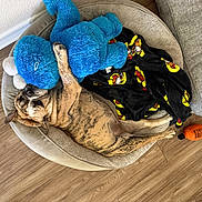 Cookie joined the competition — help win amazing prizes! dog, plush_toy, pet_bed, blanket, floor, wood_floor, couch, orange_toy, brindle, resting, paw, indoor, cozy, animal, stuffed_animal, playful, relaxed, furniture, home, sleeping