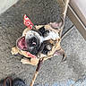 Cookie joined the competition — help win amazing prizes! puppy, dog, smiling, bandana, leash, concrete, footwear, clogs, chair, pet, cute, animal, outdoor, happy, closeup, young, expression, ears, face, tongue