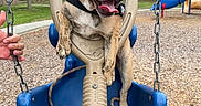 Cookie joined the competition — help win amazing prizes! blue_swing, bulldog, chain, daytime, dog, grass, hand, happy, leash, outdoor, park, pet, play, playground, puppy, slide, swing, tongue_out, trees, wood_chips