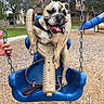 Cookie joined the competition — help win amazing prizes! dog, bulldog, puppy, swing, playground, blue_swing, tongue_out, happy, outdoor, hand, chain, slide, wood_chips, park, leash, trees, grass, daytime, pet, play