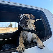 Cookie is registered to the contest to win money with this photo: animal, blue_sky, bulldog, canine, car, companion, daytime, dog, domestic_animal, harness, looking, mammal, outdoor, paw, pet, road, sunny, travel, vehicle, window