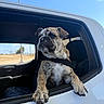 animal, blue_sky, bulldog, canine, car, companion, daytime, dog, domestic_animal, harness, looking, mammal, outdoor, paw, pet, road, sunny, travel, vehicle, window