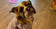 Cookie is registered to the contest to win money with this photo: bulldog, puppy, dog, pet, indoor, wooden_floor, clothing, purple, striped, dress, cute, sitting, head_tilt, curious, feeding_station, door, window, home, floor, animal