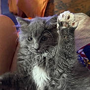 Bunny is registered to the contest to win money with this photo: kitten, cat, gray_cat, fluffy, paw, whiskers, fur, pet, cute, animal, indoor, closeup, relaxed, young, mammal, feline, raised_paw, domestic_cat, soft, companion