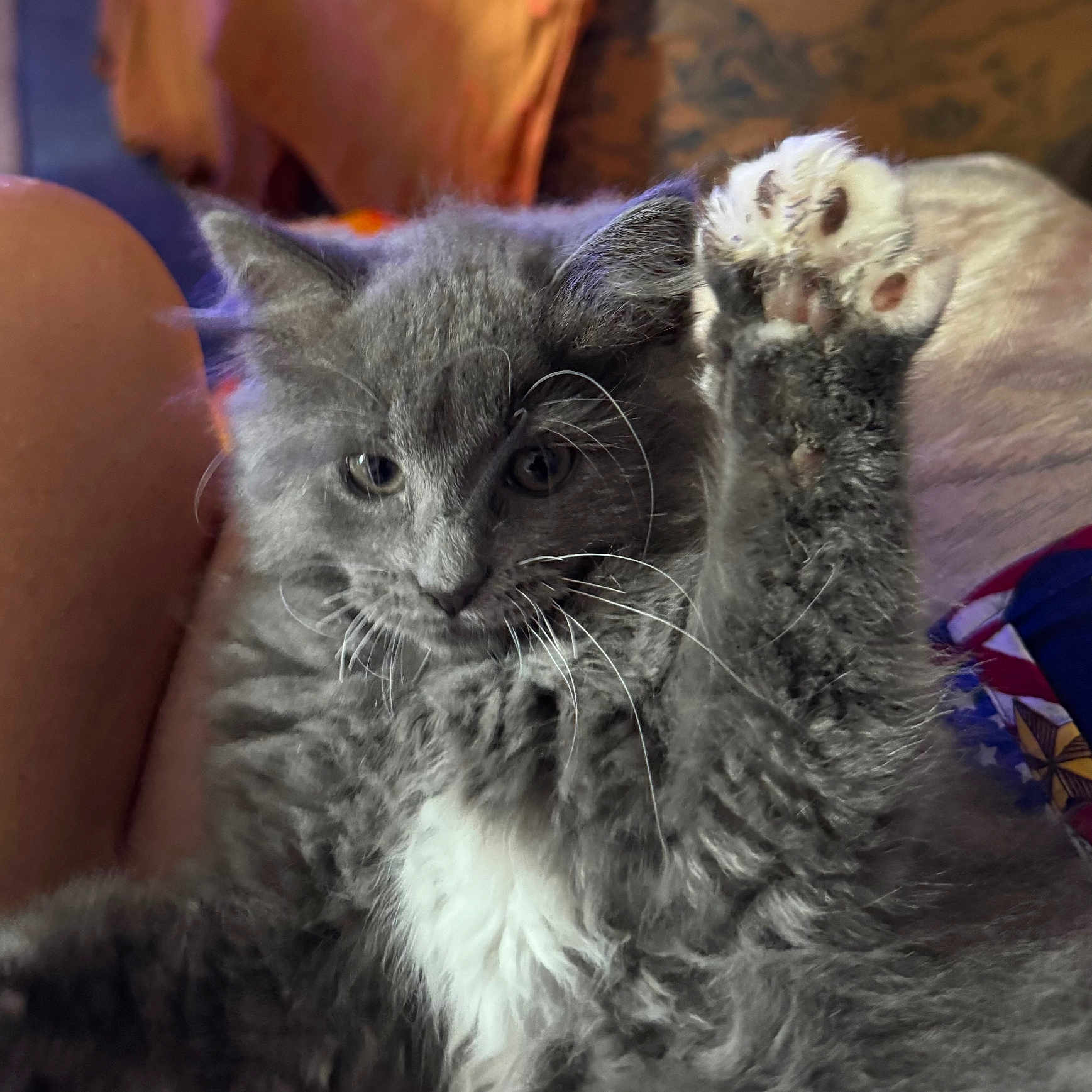 Bunny is registered to the contest to win money with this photo: animal, cat, closeup, companion, cute, domestic_cat, feline, fluffy, fur, gray_cat, indoor, kitten, mammal, paw, pet, raised_paw, relaxed, soft, whiskers, young