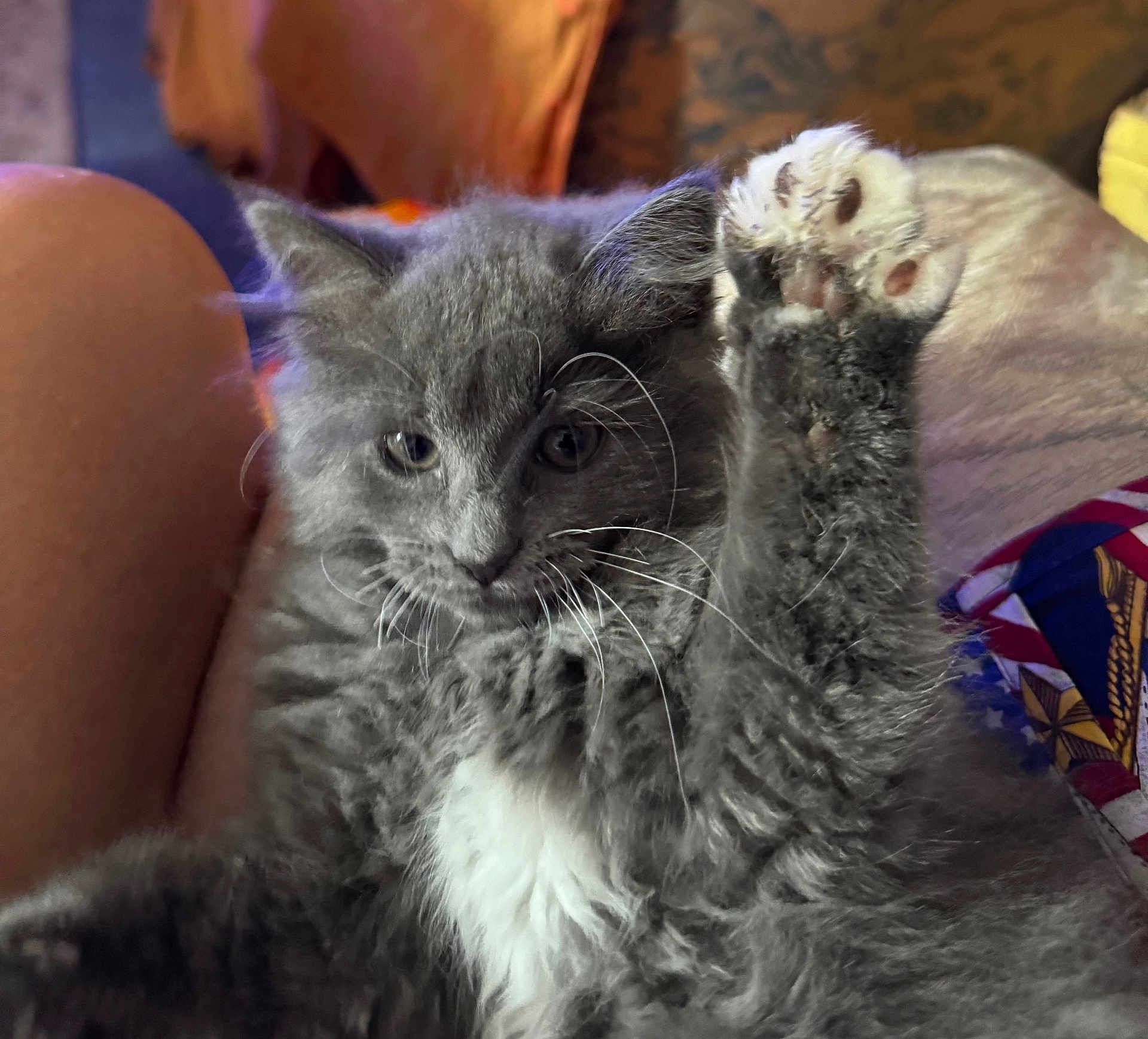 Bunny is registered to the contest to win money with this photo: kitten, cat, gray_cat, fluffy, paw, whiskers, fur, pet, cute, animal, indoor, closeup, relaxed, young, mammal, feline, raised_paw, domestic_cat, soft, companion
