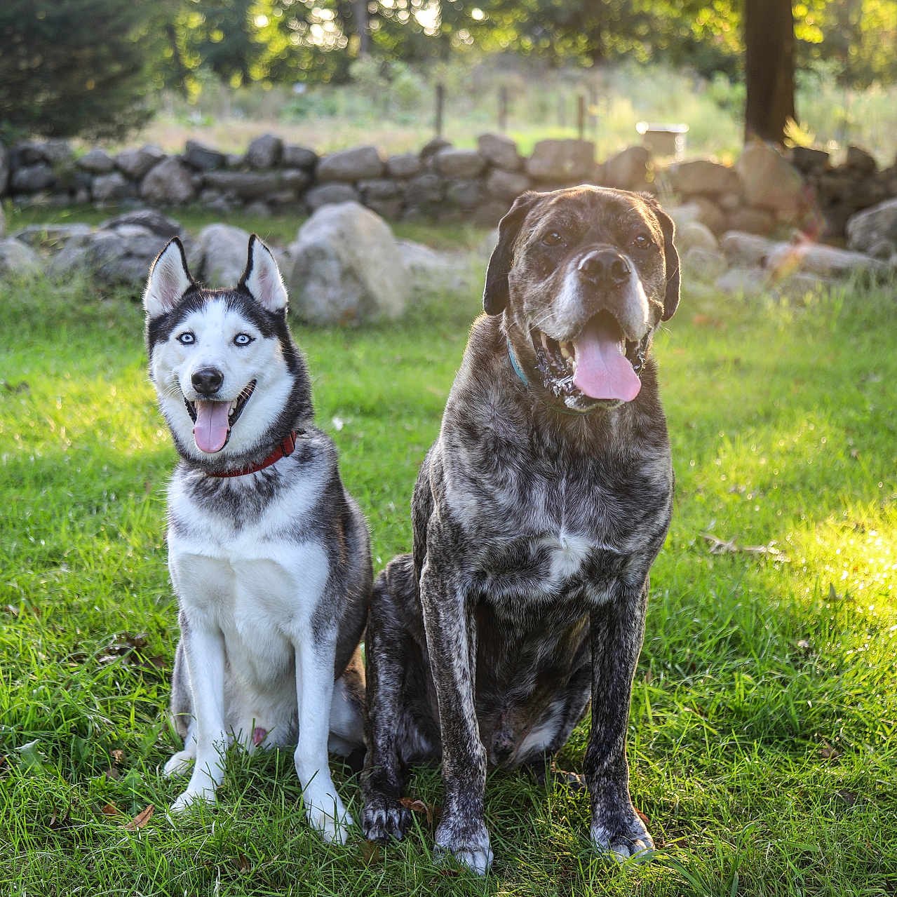 Kai is registered to the contest to win money with this photo: animal, ball, canine, dog, field, football, grass, grassland, husky, nature, outdoors, park, pet, plant, rock, soccer, soccerball, sport, tree, vegetation