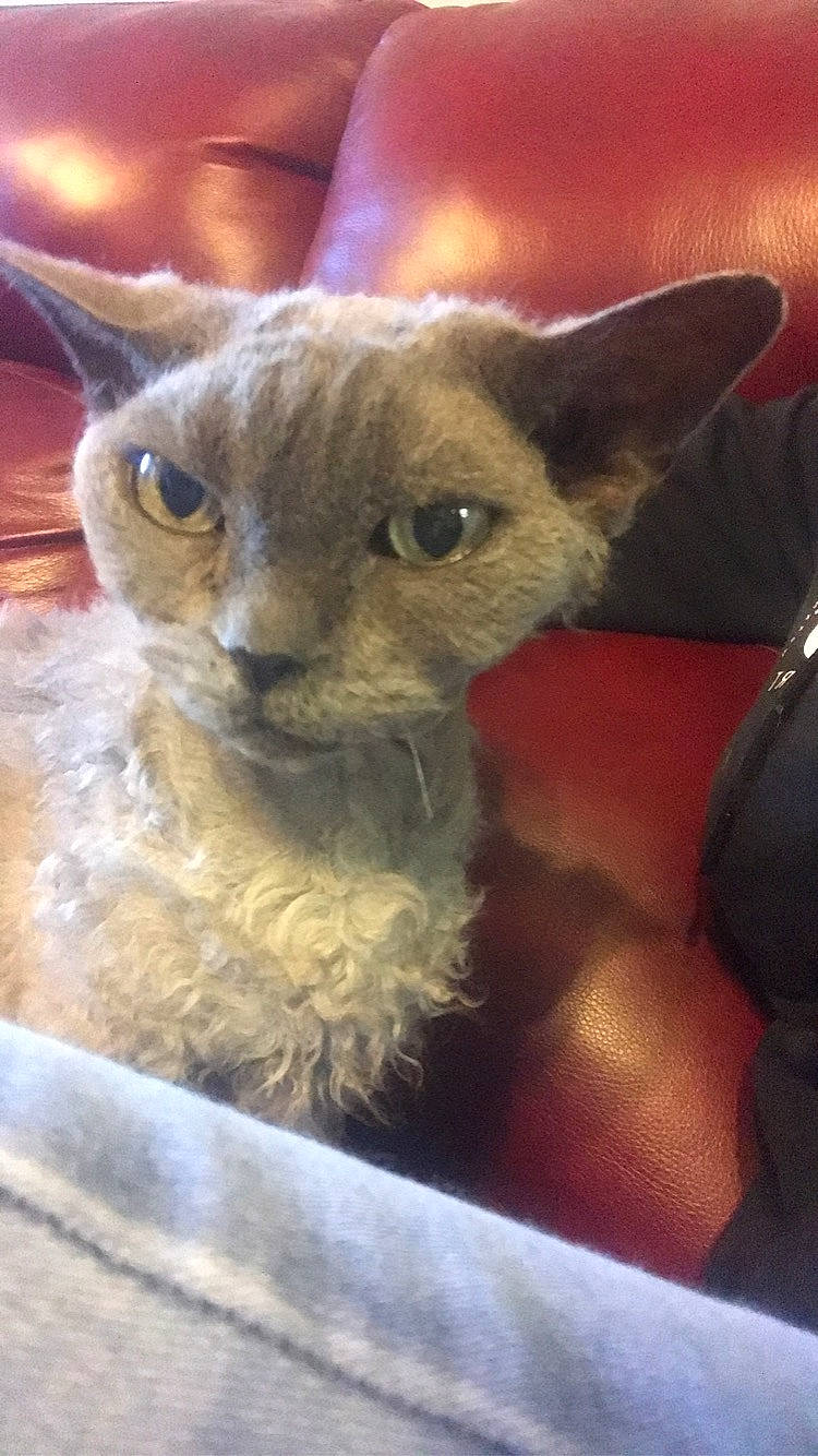 Billie Jean is registered to the contest to win money with this photo: carnivore, cat, domestic_short_haired_cat, ear, fawn, felidae, fur, rex_cat, small_to_medium_sized_cats, tail, terrestrial_animal, toy_dog, whiskers