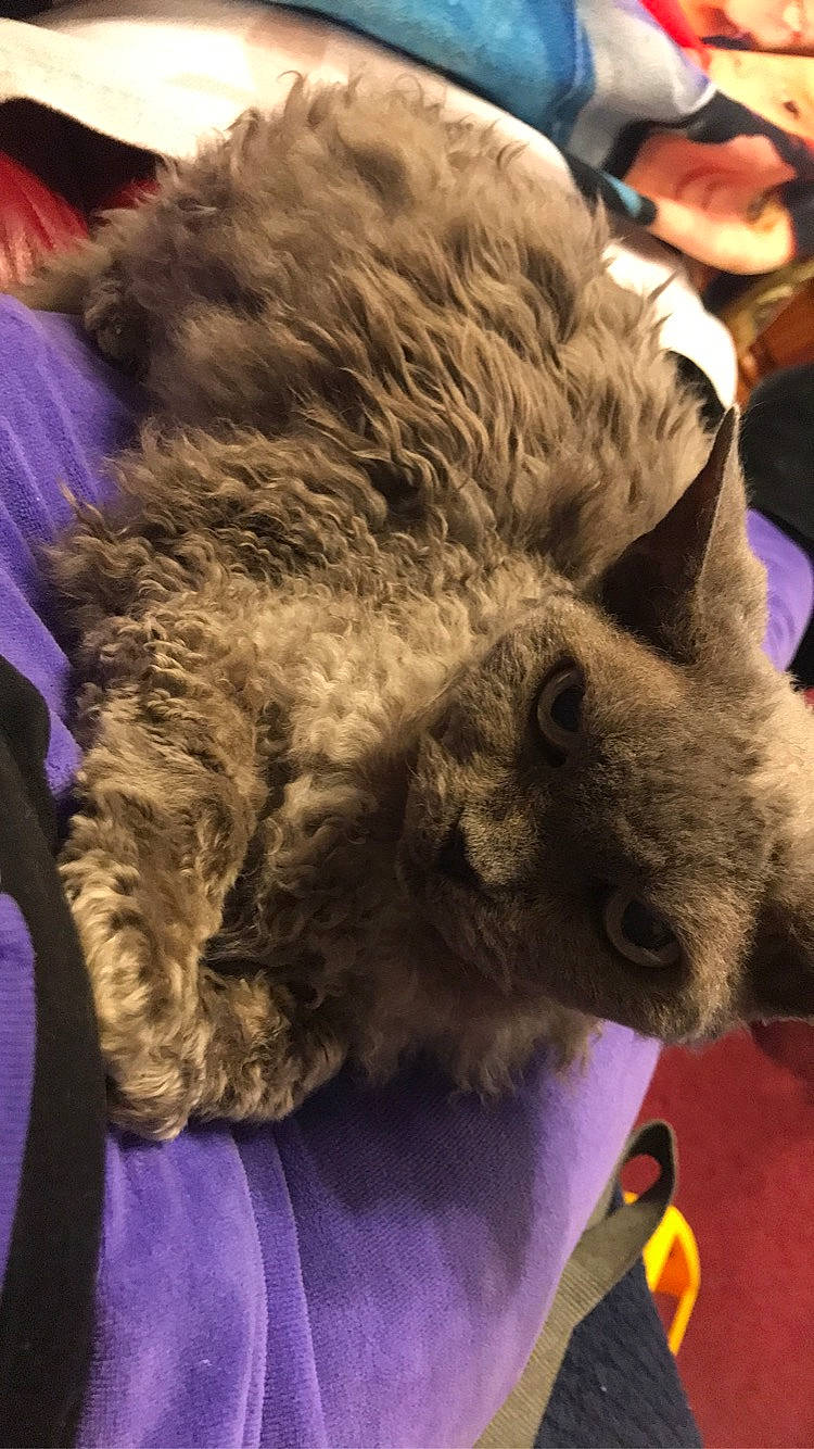 Billie Jean joined the competition — help win amazing prizes! bear, canidae, carnivore, claw, comfort, companion_dog, dog_breed, felidae, fur, fur_clothing, natural_material, purple, small_to_medium_sized_cats, snout, sporting_group, stuffed_toy, terrestrial_animal, toy, whiskers, working_animal