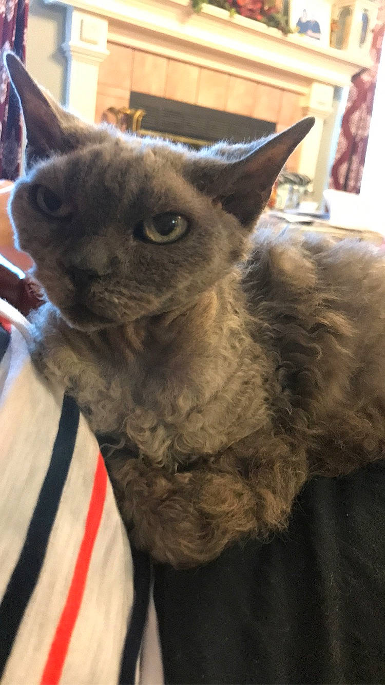 Billie Jean joined the competition — help win amazing prizes! carnivore, cat, claw, domestic_short_haired_cat, fawn, felidae, fur, small_to_medium_sized_cats, snout, tail, terrestrial_animal, whiskers