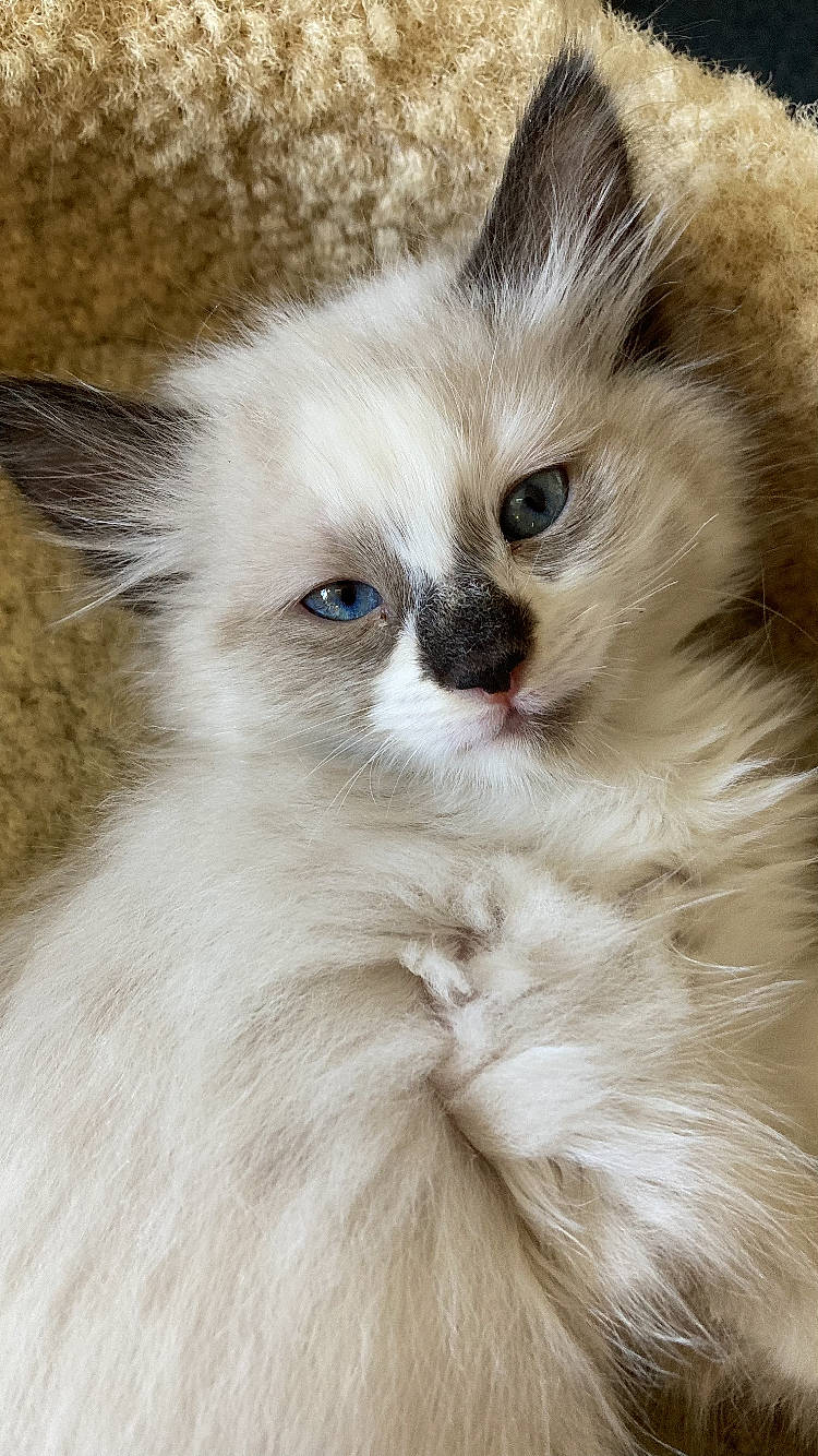 Harmony joined the competition — help win amazing prizes! balinese, carnivore, cat, claw, eye, fawn, felidae, fur, persian, ragdoll, small_to_medium_sized_cats, snout, terrestrial_animal, whiskers