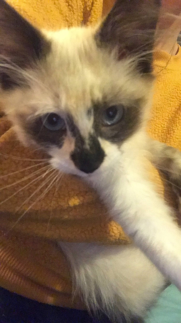 Harmony Marie is registered to the contest to win money with this photo: carnivore, cat, domestic_short_haired_cat, eye, fawn, felidae, fur, paw, plant, small_to_medium_sized_cats, snout, tail, thai, whiskers