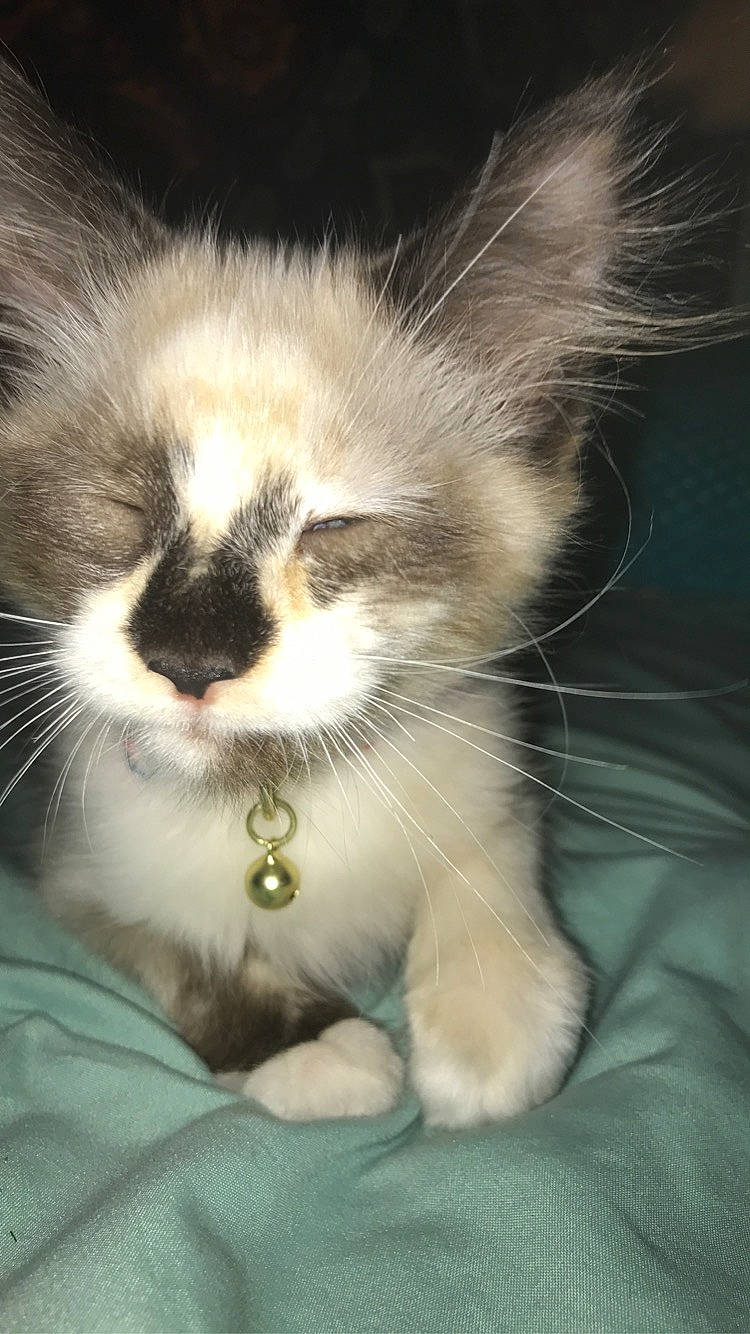 Harmony Marie joined the competition — help win amazing prizes! carnivore, cat, claw, comfort, domestic_short_haired_cat, ear, eye, fawn, felidae, fur, head, nap, paw, photo_caption, sleep, small_to_medium_sized_cats, snout, tail, terrestrial_animal, whiskers