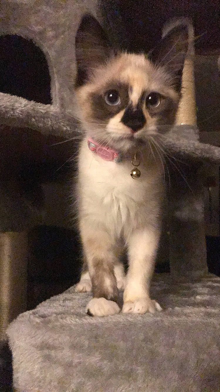 Harmony Marie is registered to the contest to win money with this photo: carnivore, cat, claw, curious, domestic_short_haired_cat, eye, fawn, felidae, fur, monochrome_photography, paw, photo_caption, sitting, small_to_medium_sized_cats, tail, terrestrial_animal, whiskers