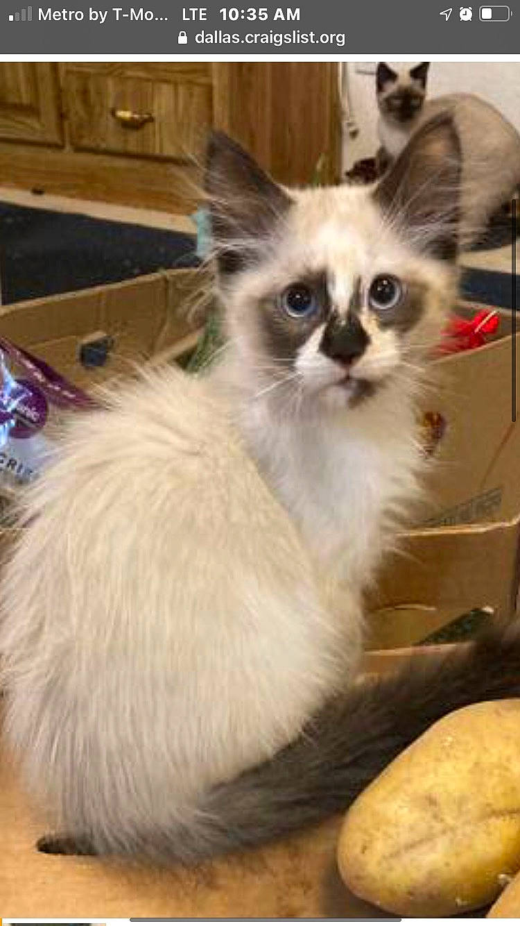 Harmony Marie is registered to the contest to win money with this photo: balinese, birman, box, carnivore, cat, claw, domestic_short_haired_cat, fawn, felidae, flooring, fur, paw, photo_caption, small_to_medium_sized_cats, snout, tail, thai, tonkinese, whiskers