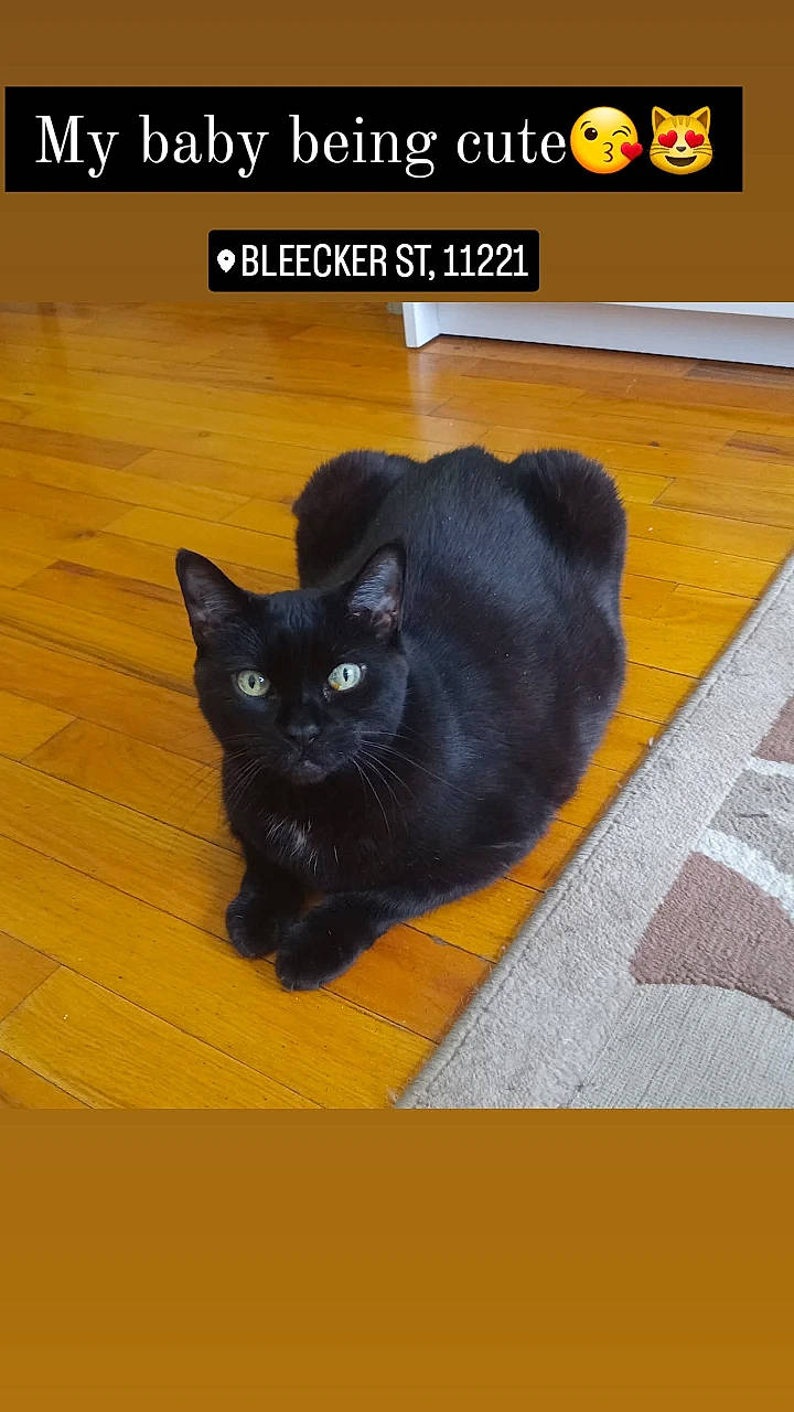 Strawberry is registered to the contest to win money with this photo: black_cat, bombay, carnivore, cat, domestic_short_haired_cat, eye, felidae, floor, flooring, fur, hardwood, mammal, plant, small_to_medium_sized_cats, snout, tail, terrestrial_animal, whiskers, window, wood