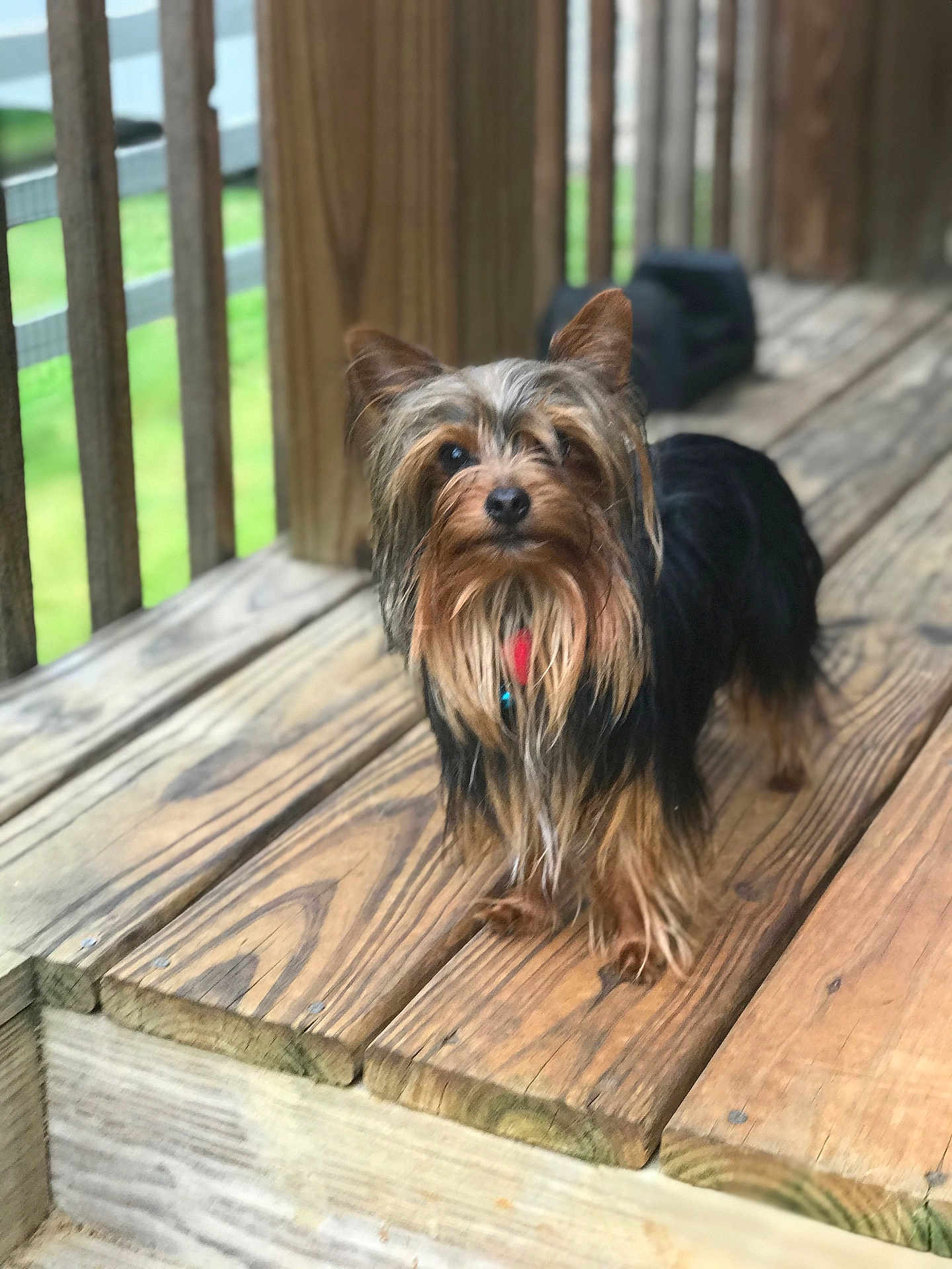 Skylar is registered to the contest to win money with this photo: dog, small_dog, long_hair, silky_fur, wooden_deck, outdoor, pet, animal, ears, brown, black, fur, cute, portrait, looking, standing, daylight, nature, focus, close_up