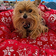 Princess Stella is registered to the contest to win money with this photo: animal, black_nose, close_up, cute, decor, dog, ears, face, fur, holiday, indoor, mammal, pet, red_blanket, small_dog, snowflake_pattern, store, toy_breed, whiskers, yorkshire_terrier