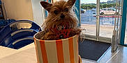 Princess Stella is registered to the contest to win money with this photo: animal, ceramic_pot, counter, curious, dog, furniture, glass_door, indoor, parking_lot, pet, red_outfit, scruffy, sign, small_dog, store_interior, striped_pot, sunlight, thank_you_sign, window, yorkshire_terrier