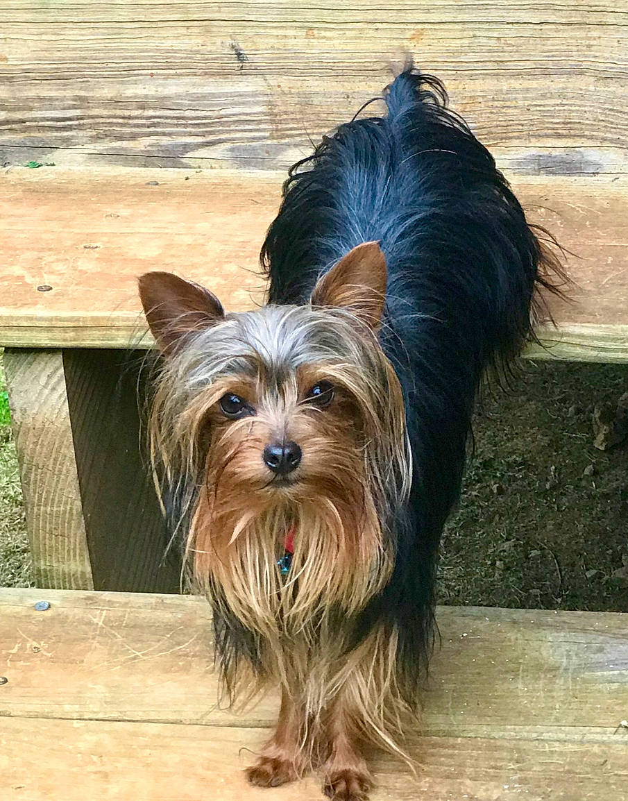 Skylar joined the competition — help win amazing prizes! australian_terrier, biewer_terrier, canidae, carnivore, companion_dog, dog, dog_breed, dog_supply, fawn, hardwood, liver, small_terrier, snout, sporting_group, terrier, toy_dog, water_dog, wood, working_animal, yorkshire_terrier
