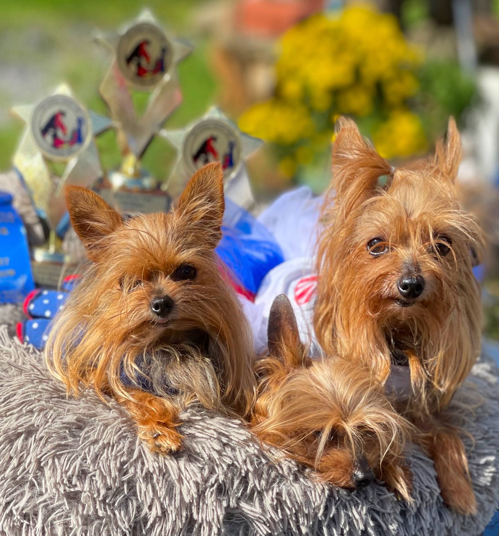 Stella joined the competition — help win amazing prizes! biewer_terrier, canidae, carnivore, companion_dog, dog, dog_breed, dog_supply, fashion_accessory, fawn, fur, grass, liver, small_terrier, snout, sporting_group, terrier, toy_dog, working_animal, yorkipoo, yorkshire_terrier