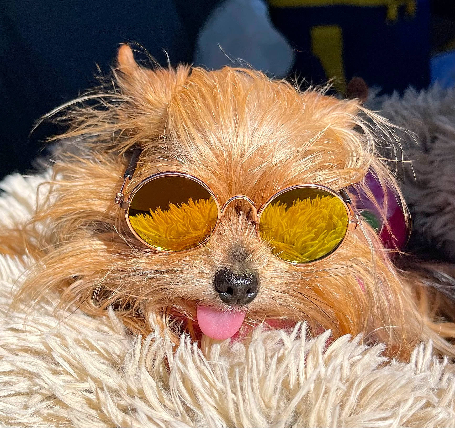 Stella joined the competition — help win amazing prizes! canidae, carnivore, companion_dog, dog, dog_breed, dog_supply, event, eyewear, fashion_accessory, fawn, felidae, fur, goggles, helmet, snout, sporting_group, sunglasses, terrier, toy_dog, whiskers