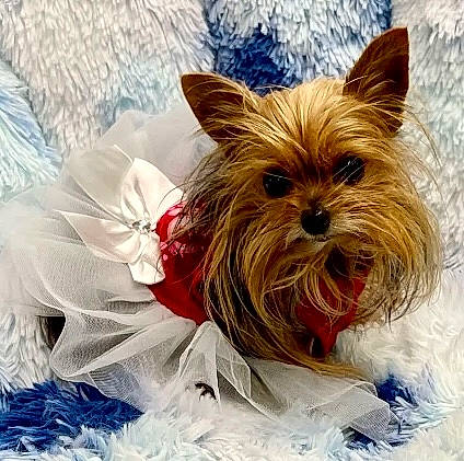Stella joined the competition — help win amazing prizes! biewer_terrier, canidae, carnivore, companion_dog, dog, dog_breed, dog_supply, fawn, fur, holiday, liver, non_sporting_group, small_terrier, snout, sporting_group, toy_dog, working_animal, yorkshire_terrier