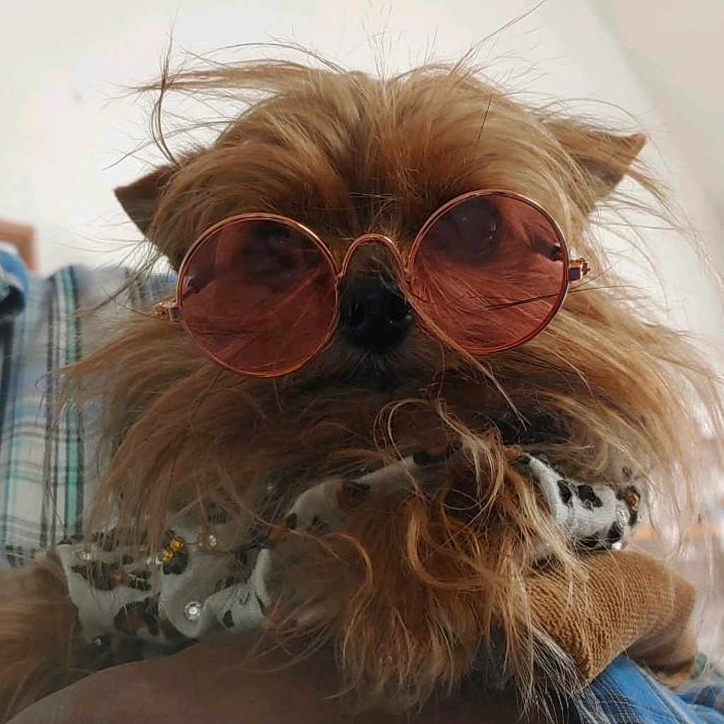 Princess Stella is registered to the contest to win money with this photo: beard, carnivore, companion_dog, dog, dog_breed, ear, eyewear, facial_hair, fawn, glasses, goggles, liver, moustache, personal_protective_equipment, snout, sunglasses, toy_dog, vision_care, whiskers, working_animal