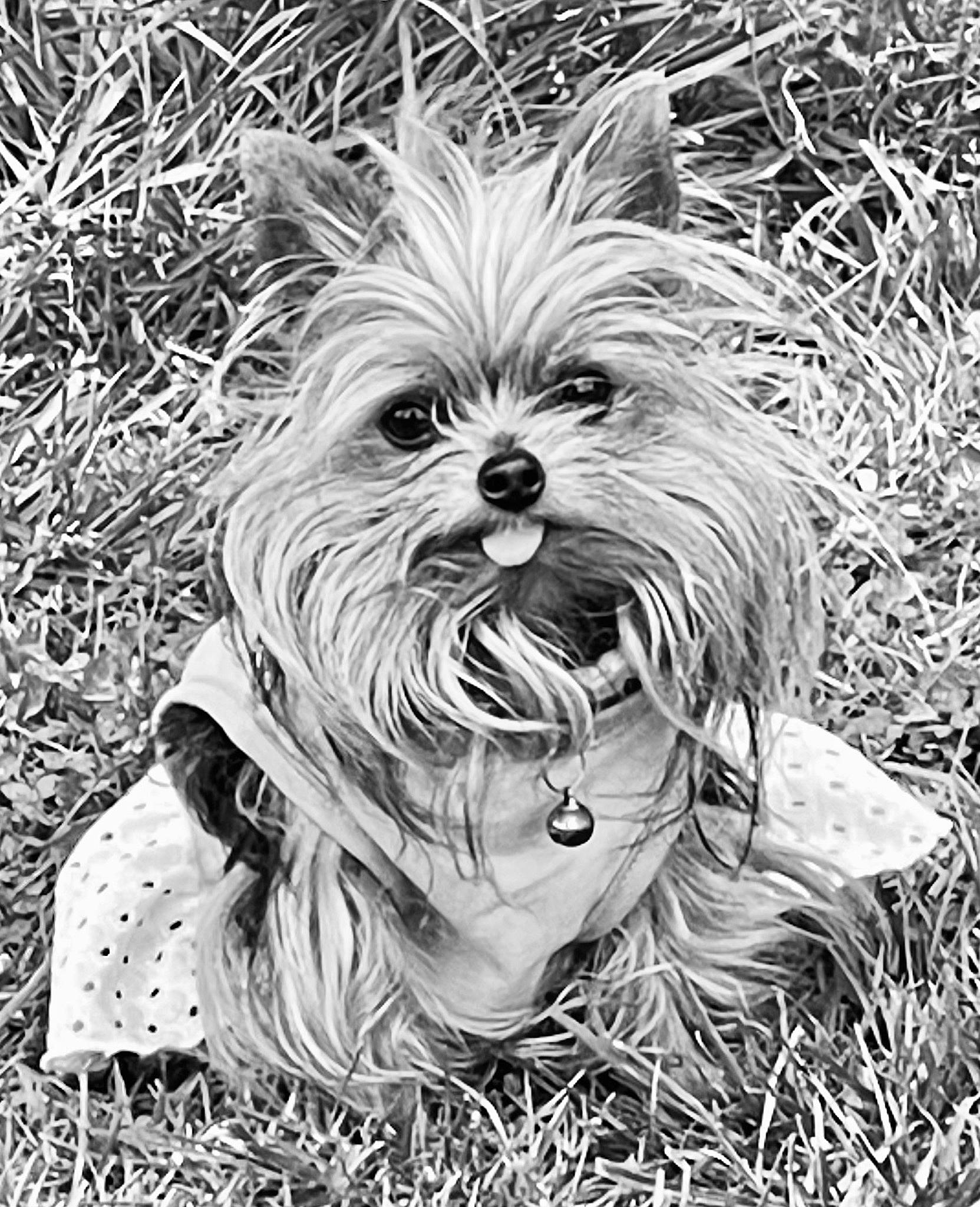 Princess Stella joined the competition — help win amazing prizes! biewer_terrier, canidae, carnivore, companion_dog, dog, dog_breed, dog_supply, fur, grass, monochrome, monochrome_photography, plant, small_terrier, snout, sporting_group, terrestrial_animal, terrier, toy_dog, whiskers, working_animal