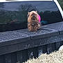 dog, small_dog, pickup_truck, truck_bed, pink_accessory, hay, outdoor, animal, pet, fur, tail, grass, nature, vehicle, daytime, canine, mammal, cute, fluffy, parked_vehicle