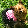 dog, yorkshire_terrier, pet, grass, outdoor, pink_clothing, black_tutu, cute, small_dog, animal, fur, ears, face, portrait, sunlight, nature, grass_field, sitting, head_tilt, adorable