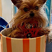 Princesses Stella is registered to the contest to win money with this photo: animal, beard, blue_window_frame, close_up, cute, decor, dog, ears, fur, house, indoor, mug, pet, portrait, red_sweater, small_dog, striped_mug, table, toy_dog, window