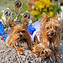 animal, closeup, companion, cute, dog, fluffy_cushion, fur, long_hair, nature, outdoor, pet, portrait, relaxed, resting, small_dog, sunlight, tricolor, trophies, yellow_flowers, yorkshire_terrier