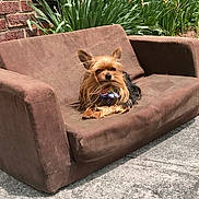 Princesses Stella is registered to the contest to win money with this photo: dog, small_dog, yorkshire_terrier, brown_couch, outdoor, sunlight, plants, brick_wall, pet, animal, fur, bow_tie, relaxed, sitting, sidewalk, shaded, cute, fluffy, companion, resting