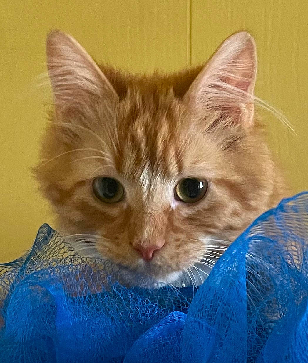 Sonny Delite is registered to the contest to win money with this photo: carnivore, cat, cat_supply, claw, comfort, domestic_short_haired_cat, ear, electric_blue, eye, fawn, felidae, fur, head, pet_supply, small_to_medium_sized_cats, snout, terrestrial_animal, whiskers