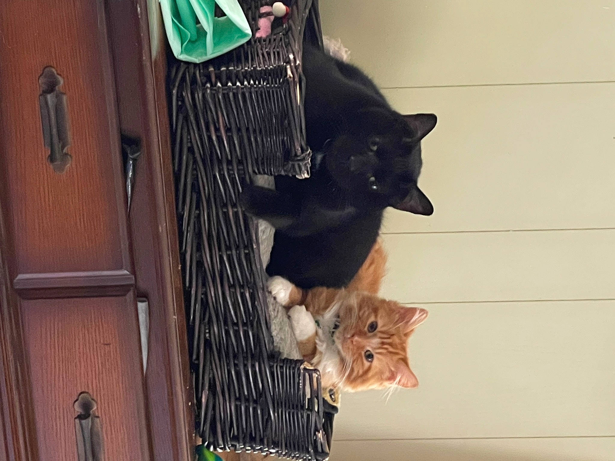 Sonny Delite is registered to the contest to win money with this photo: animal_shelter, black_cat, bombay, cage, carnivore, cat, cat_supply, domestic_short_haired_cat, door, felidae, fur, home_door, house, pet_supply, small_to_medium_sized_cats, snout, tail, whiskers, window, wood