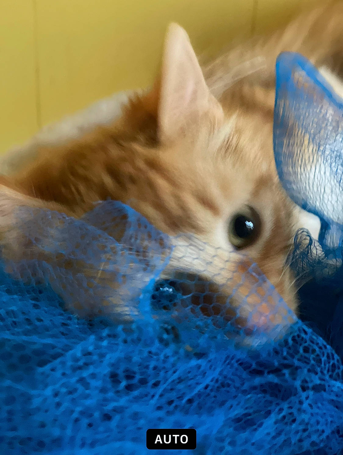 Sonny Delite is registered to the contest to win money with this photo: carnivore, cat, cat_bed, claw, comfort, domestic_short_haired_cat, electric_blue, fawn, felidae, fur, pattern, paw, small_to_medium_sized_cats, snout, tail, terrestrial_animal, whiskers, wildlife