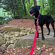 Poppy is registered to the contest to win money with this photo: adventure, animal, black_dog, canine, daylight, dog, forest, greenery, happy, leash, leaves, nature, outdoor, park, pet, pine_needles, rock, tongue_out, trees, walking