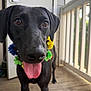 Poppy joined the competition — help win amazing prizes! animal, black_dog, brown_eyes, canine, close_up, companion, dog, domestic_animal, door, flower_lei, friendly, happy, outdoor, pet, playful, porch, railing, summer, tongue_out, wooden_floor
