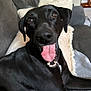 Poppy joined the competition — help win amazing prizes! animal, black_dog, canine, companion, couch, cute, dog, domestic, friendly, furniture, happy, home, indoor, laying_down, mammal, pet, pillow, relaxed, tongue_out, yawning