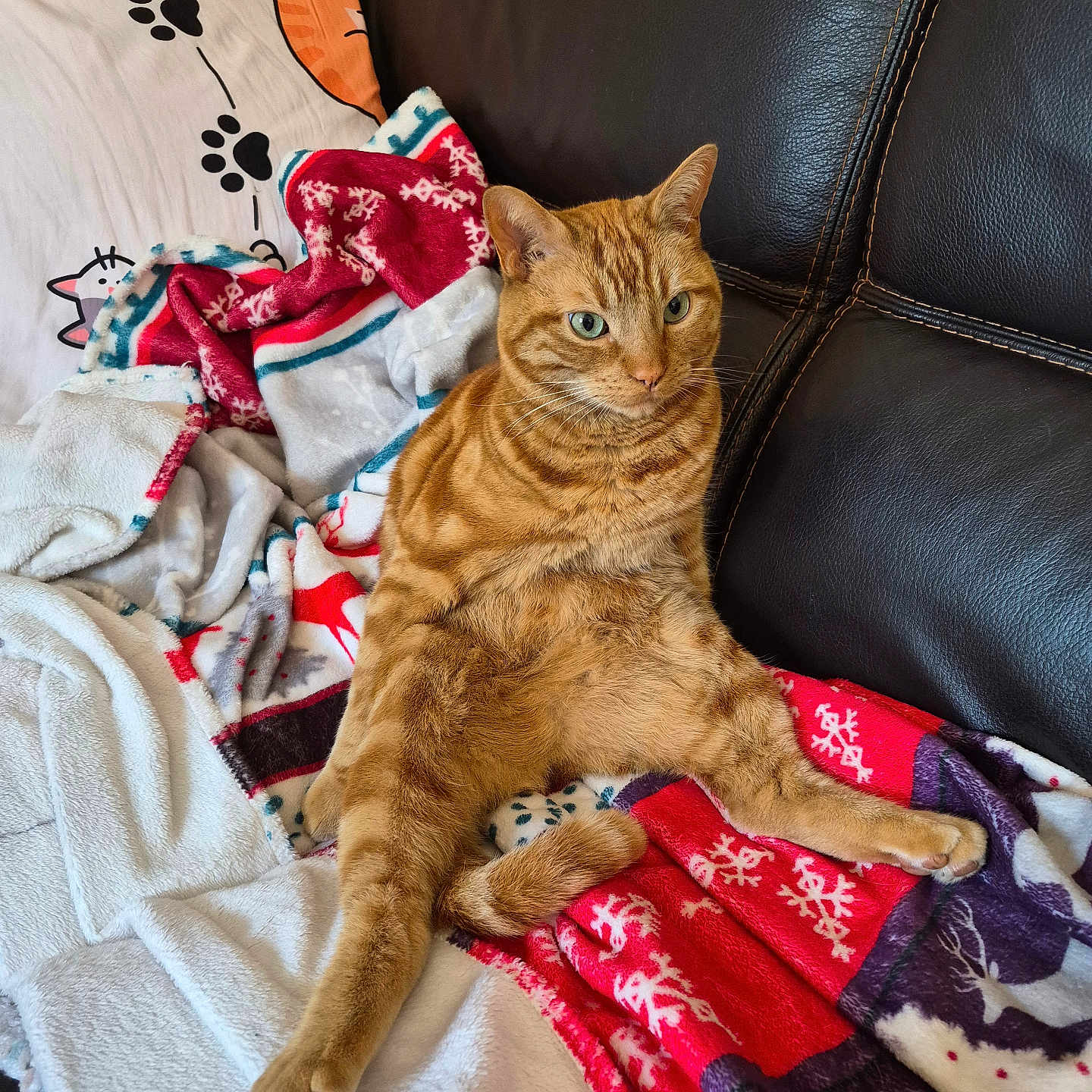 Carotte participe au concours pour gagner de l'argent avec cette photo : cat, orange_tabby, pet, couch, blanket, pillow, indoor, relaxed, holiday_theme, feline, fur, domestic_animal, cozy, resting, animal, cute, striped, seated, comfort, home