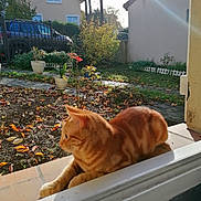 Carotte participe au concours pour gagner de l'argent avec cette photo : cat, ginger_cat, windowsill, garden, autumn_leaves, potted_plants, sunlight, suburban, house, car, outdoor, daytime, pet, animal, nature, fence, plant, relaxing, window, daylight